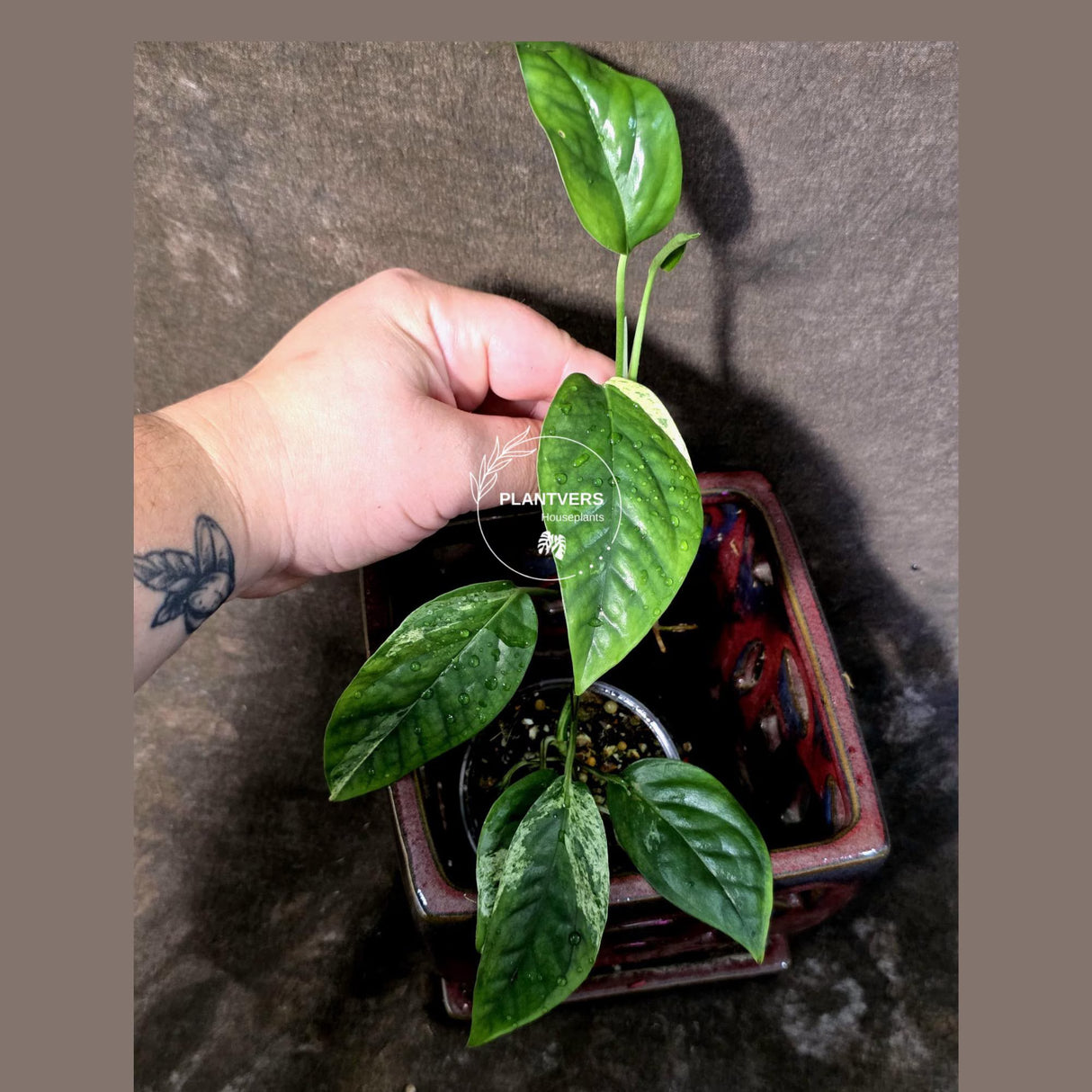 Epipremnum Pinnatum Albo Variegated - Climbing Aroid - (June-25-27)
