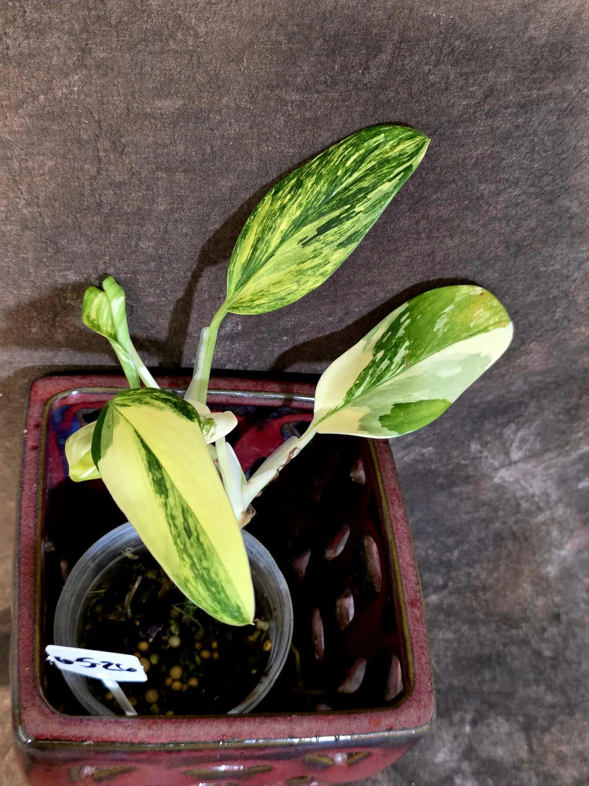 Variegated Monstera Standleyana Aurea - Tropical Houseplant - (6-5-26)