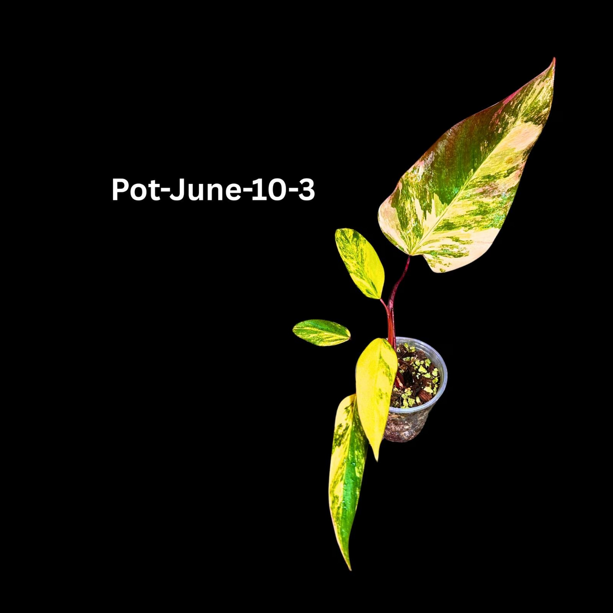 Variegated Philodendron Strawberry Shake Plant Live EXACT - Extremely Rare Strawberry Plant For Collectors - Mother's Day Gift - US Seller