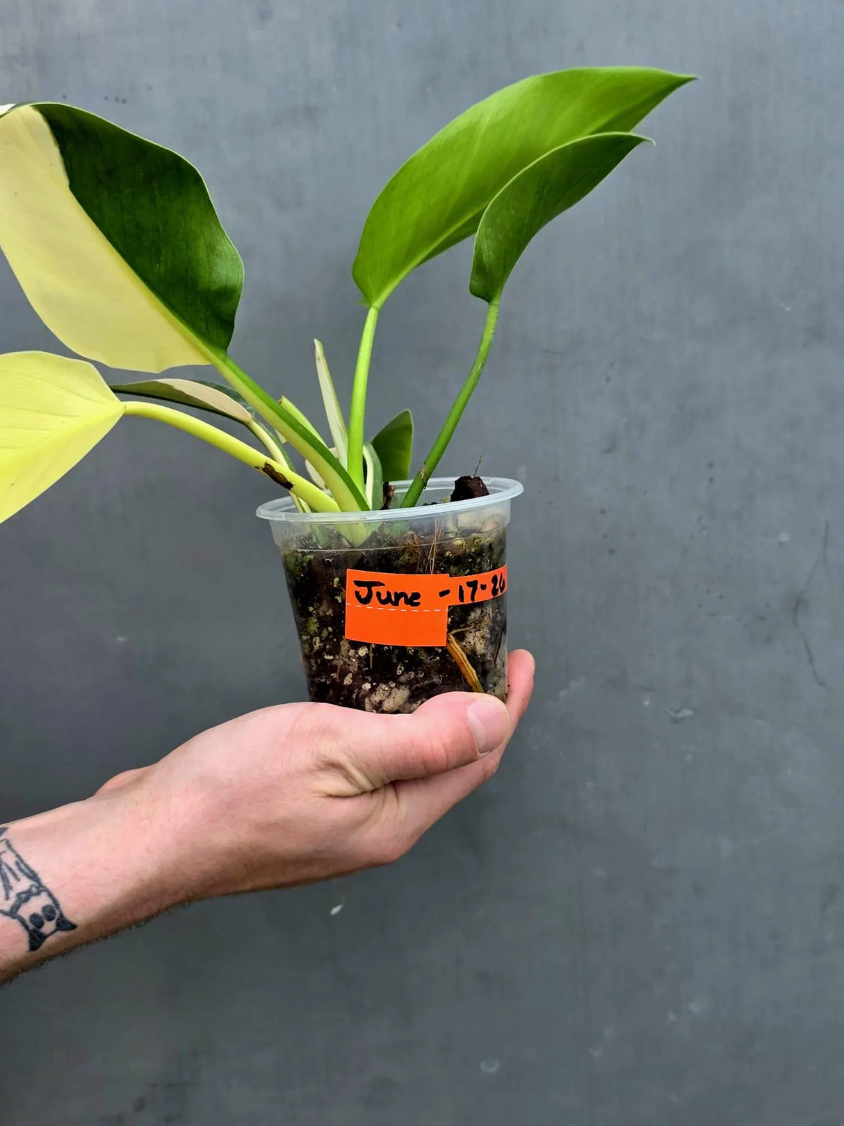 Variegated Philodendron Green Congo - Stunning White & Mint Variegation - (June-17-26)