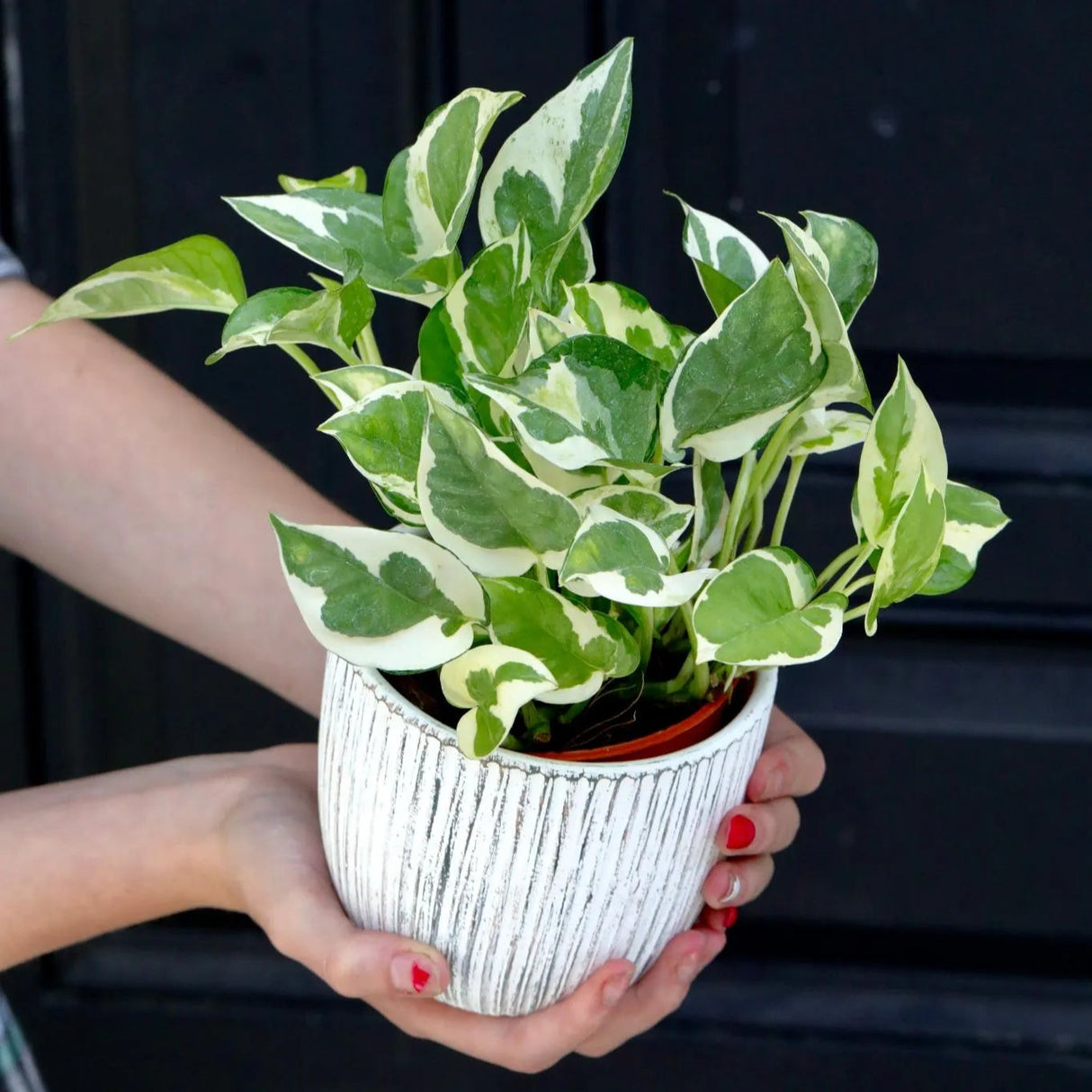 Live Pearls and Jade Pothos in a 4" Nursery Pot | Low Light Vining Houseplants