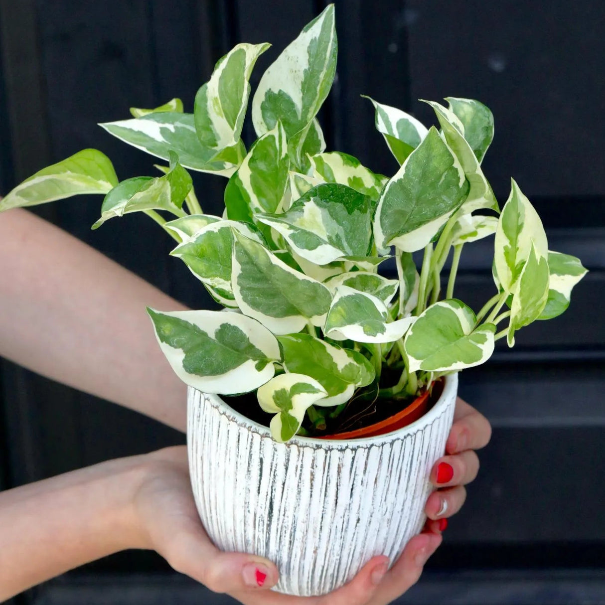 Live Pearls and Jade Pothos in a 4" Nursery Pot | Low Light Vining Houseplants