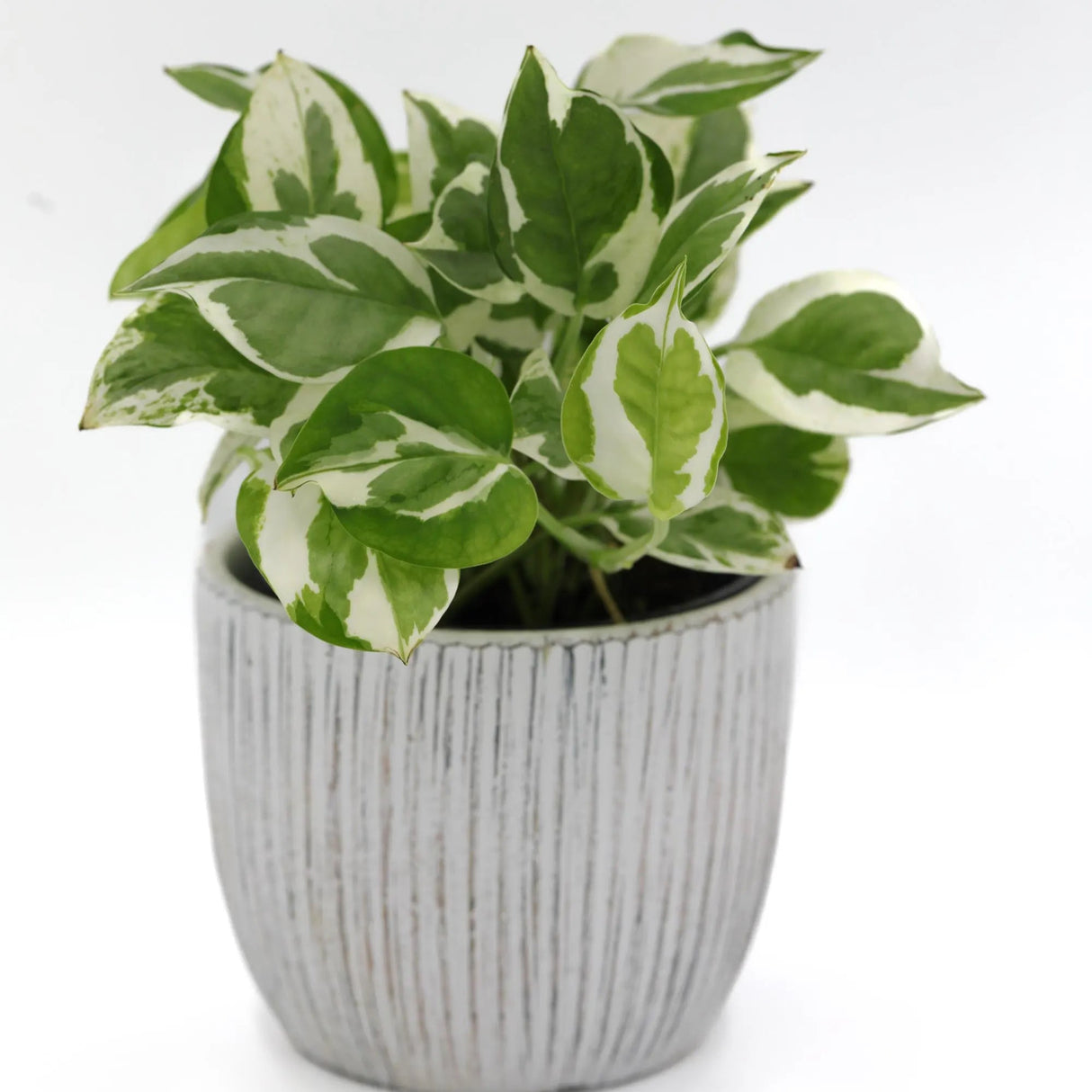 Live Pearls and Jade Pothos in a 4" Nursery Pot | Low Light Vining Houseplants