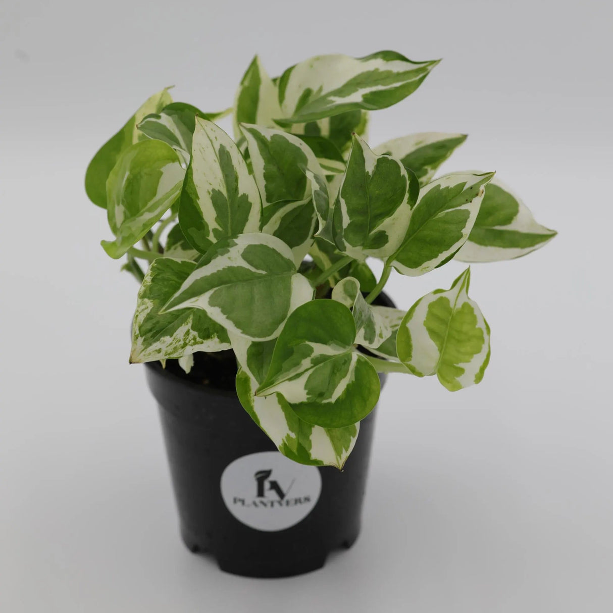 Live Pearls and Jade Pothos in a 4" Nursery Pot | Low Light Vining Houseplants