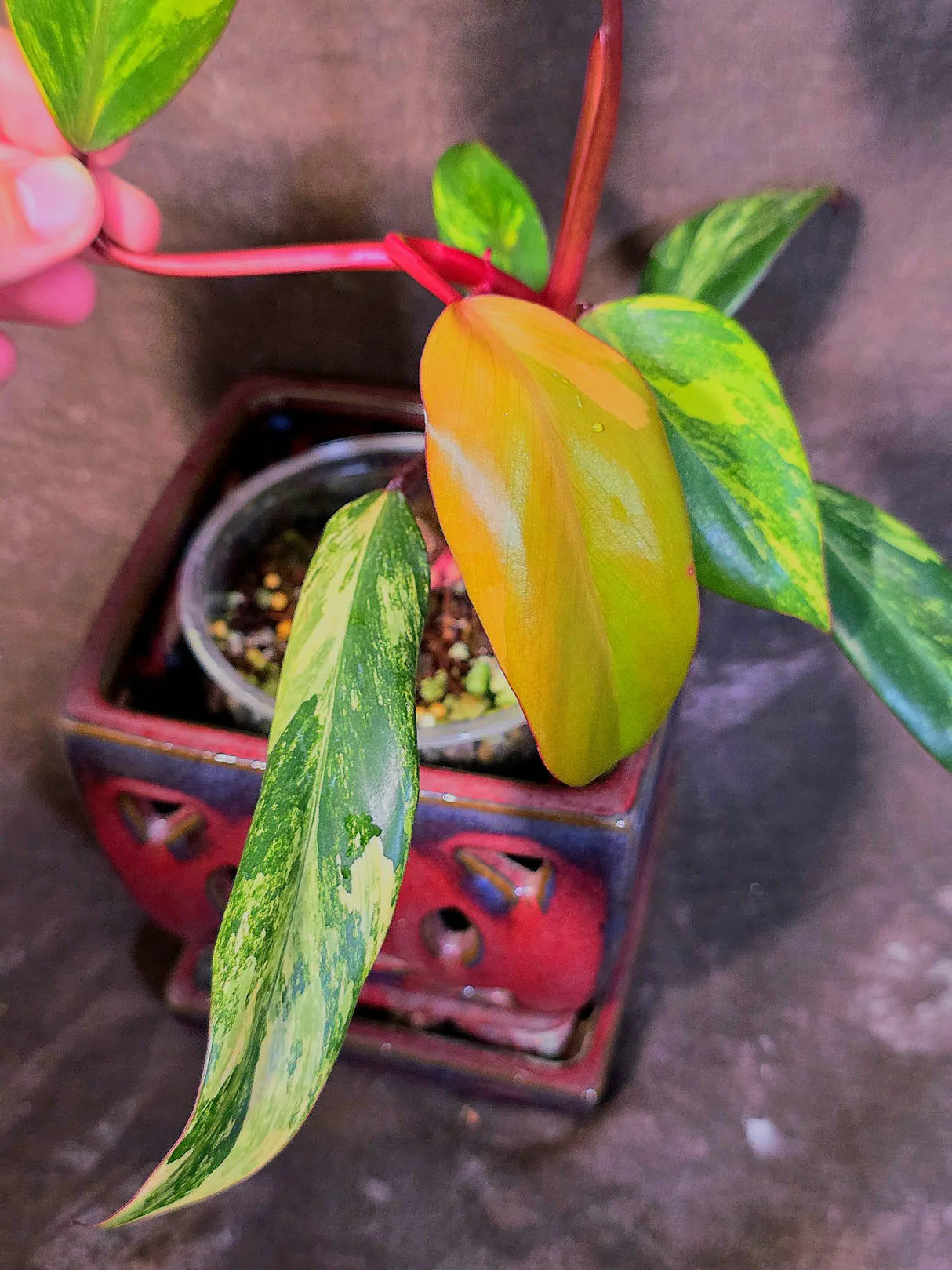 Variegated Philodendron Strawberry Shake Live Plant - EXACT Plant - US Seller (June-09-22)