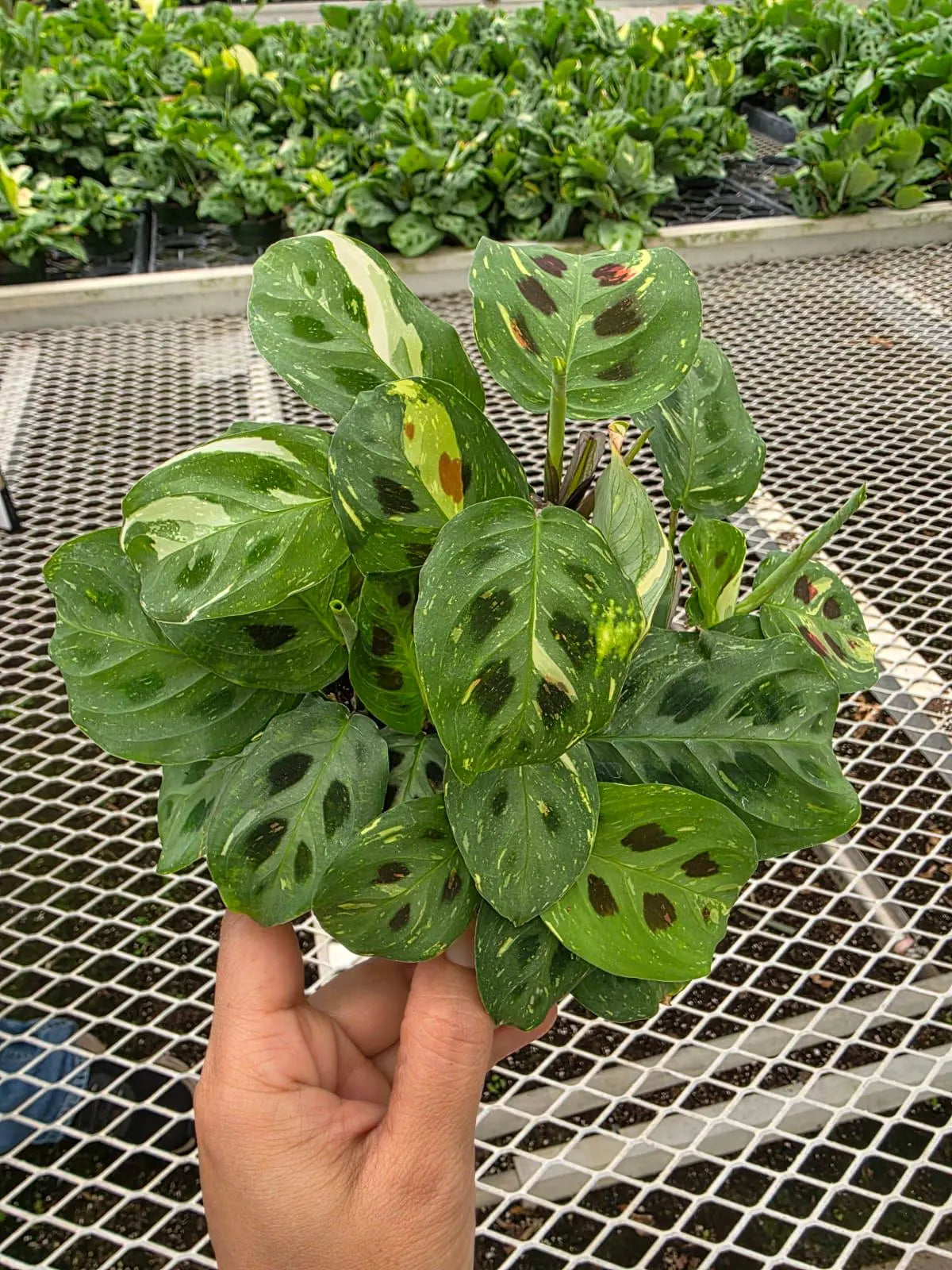Variegated Maranta in 4" Nursery Pot - Prayer Plant - Maranta Leuconeura Variegata - Indoor Houseplant - Calathea Maranta - Live Plant Gift