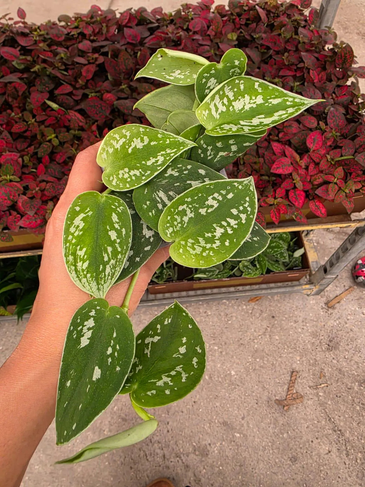 Scindapsus Silver Pothos 3" Nursery Pot - Satin Pothos - Silver Splash Plant - Indoor Trailing Plant - Easy Care Live Houseplant
