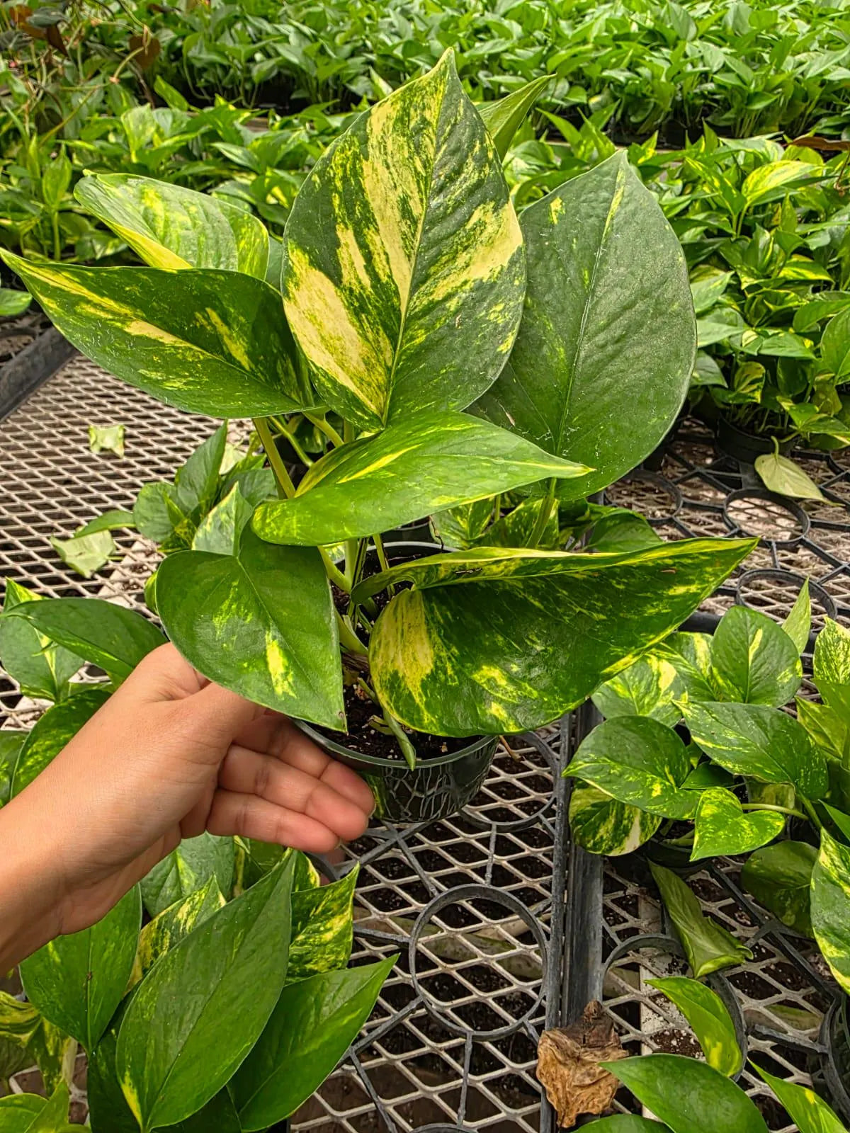 Hawaiian Pothos Plant in 4" Nursery Pot - Epipremnum Aureum Hawaiian - Indoor Houseplant - Large Leaf Pothos - Live Trailing Plant
