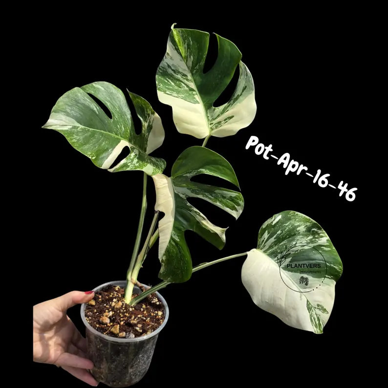 Rare Variegated Monstera Albo – Large Form White Monstera Borsigiana (Exact Plant)