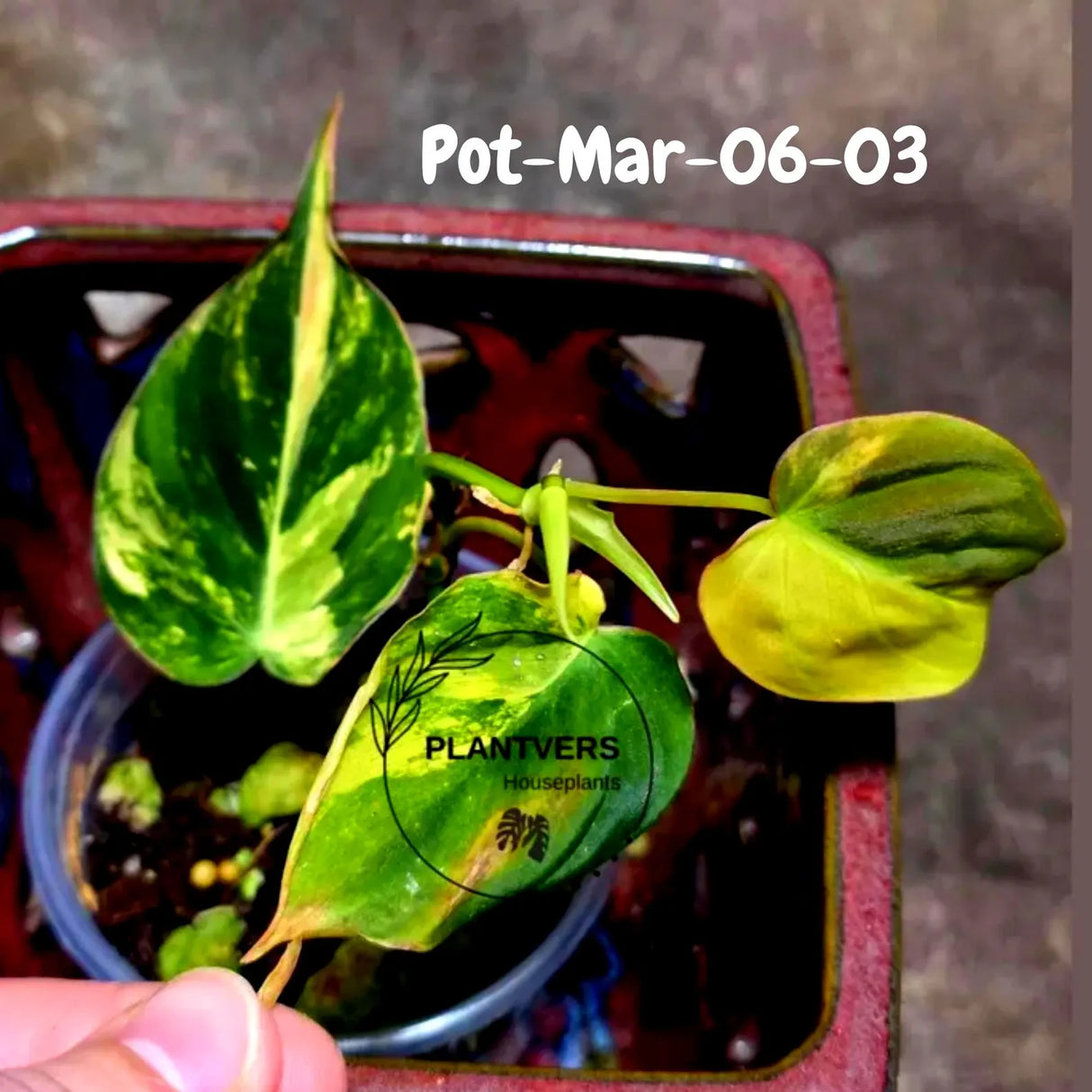 Variegated Philodendron Mican Aurea - Rare Collector Plant - EXACT Plant - US SELLER