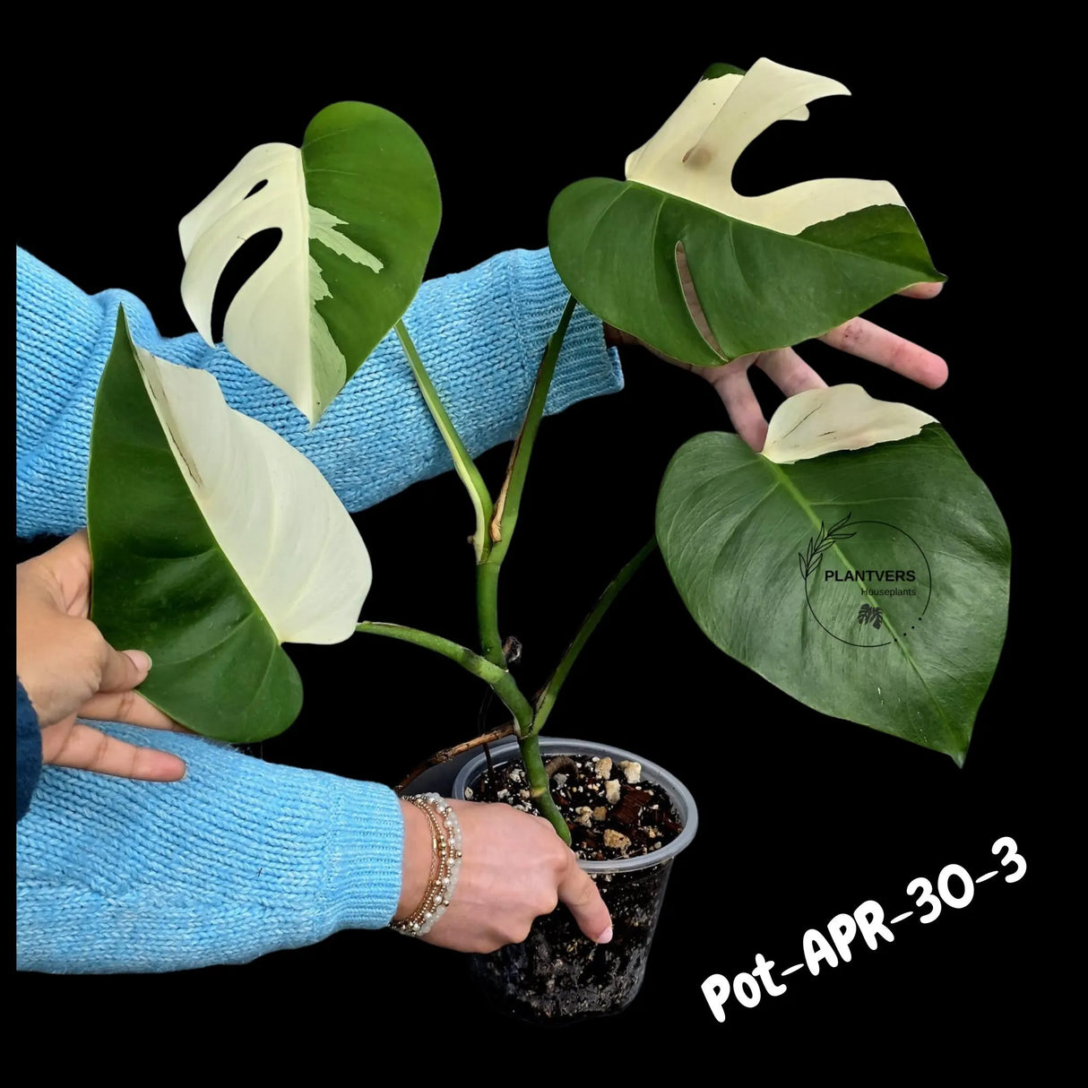 Rare Variegated Monstera Albo – Large Form White Monstera Borsigiana (Exact Plant)