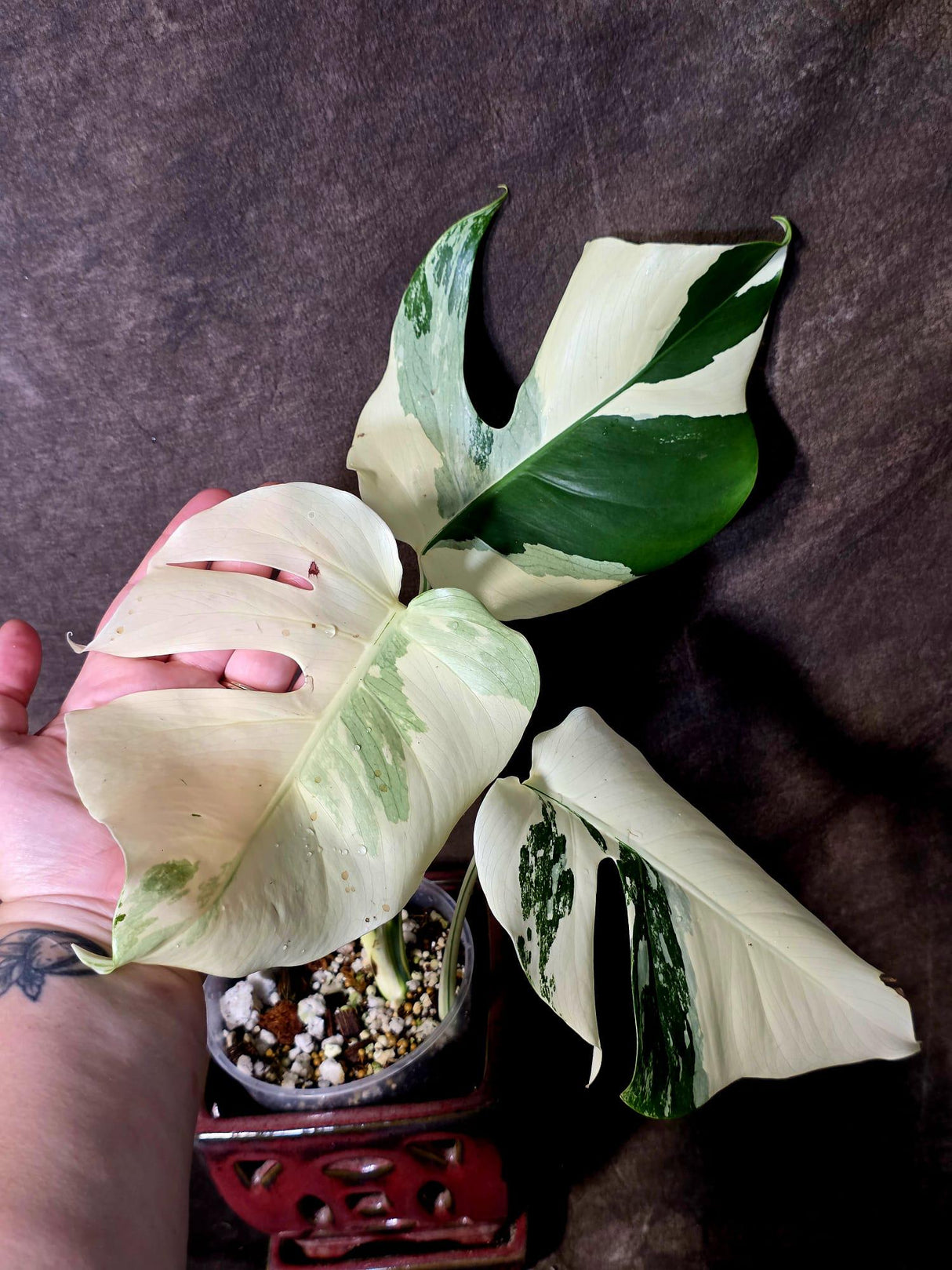 Monstera Albo Variegated Plant - Rare White Borsigiana - Exact Plant - (June-5-77)