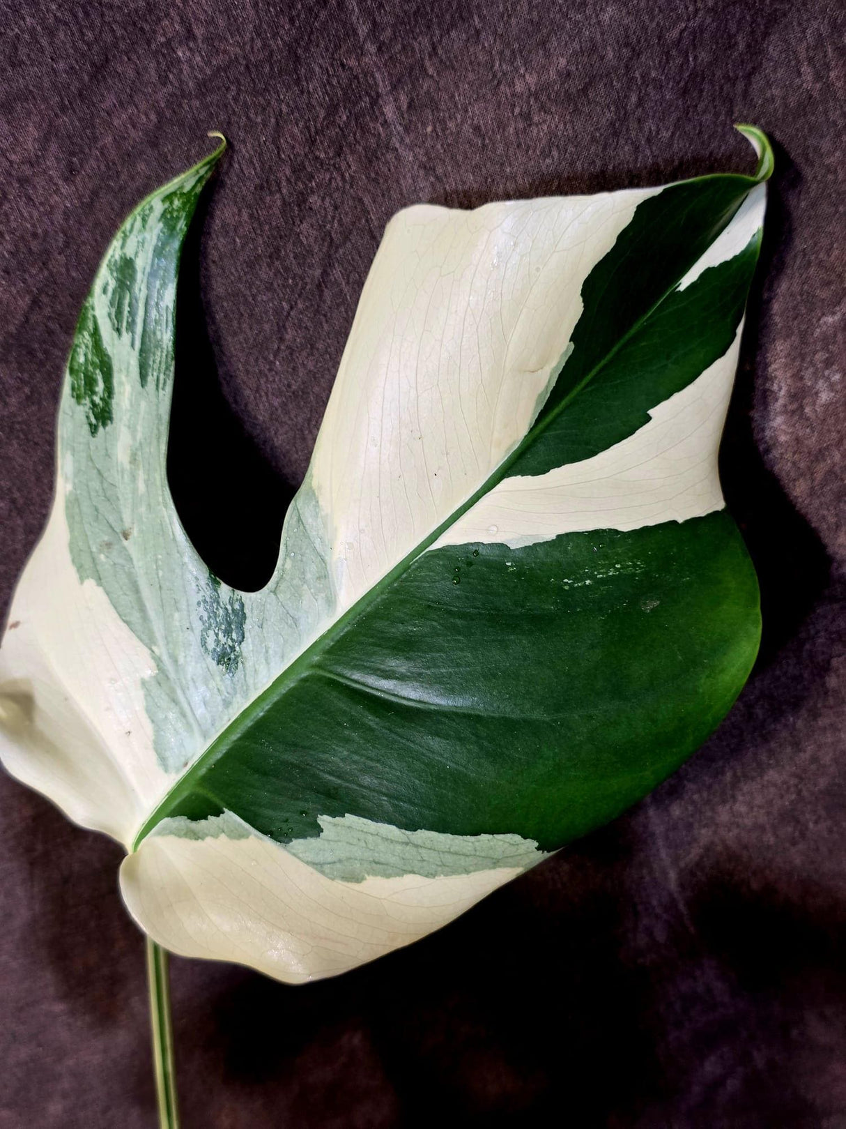 Monstera Albo Variegated Plant - Rare White Borsigiana - Exact Plant - (June-5-77)