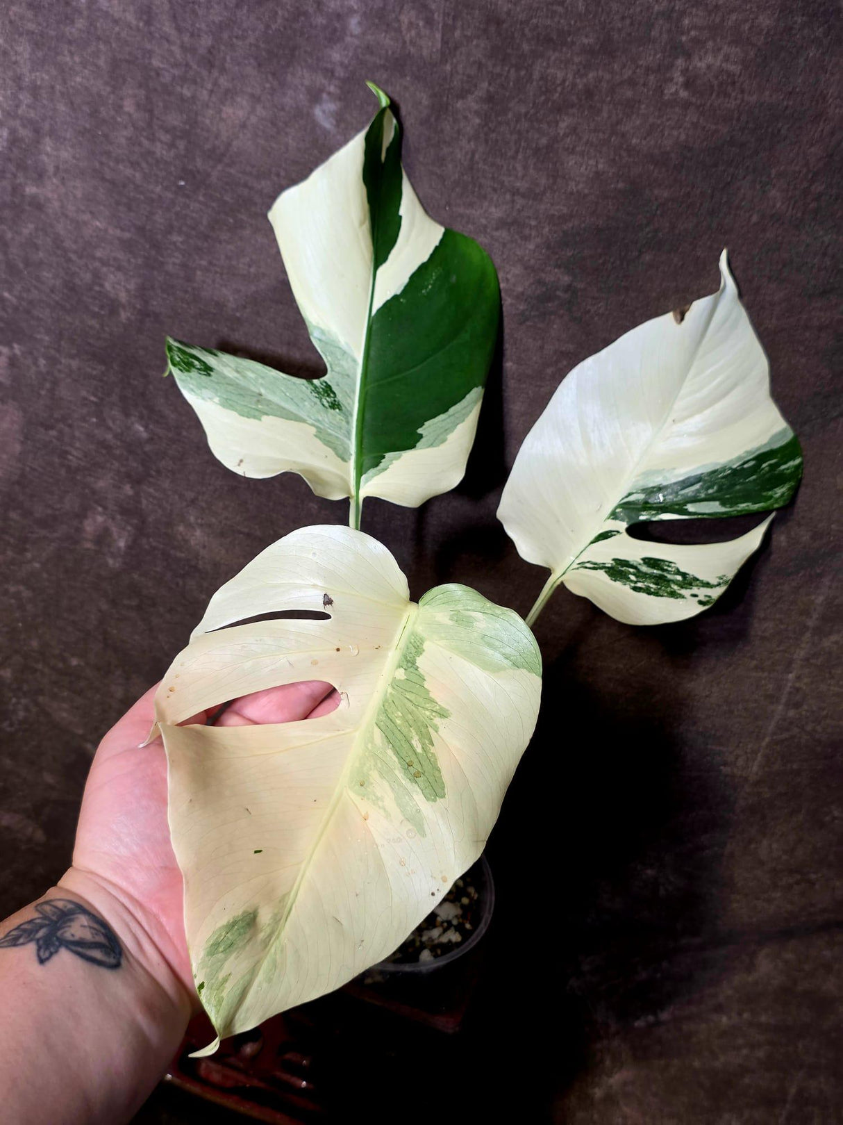 Monstera Albo Variegated Plant - Rare White Borsigiana - Exact Plant - (June-5-77)