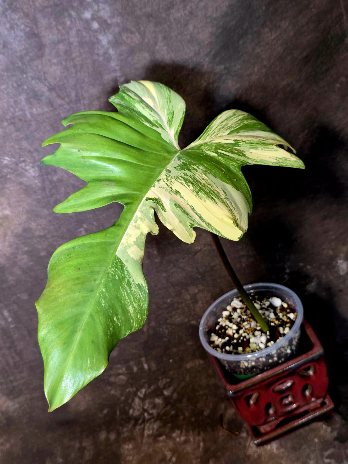 Variegated Philodendron Florida Beauty x Mayoi - (June-5-71)