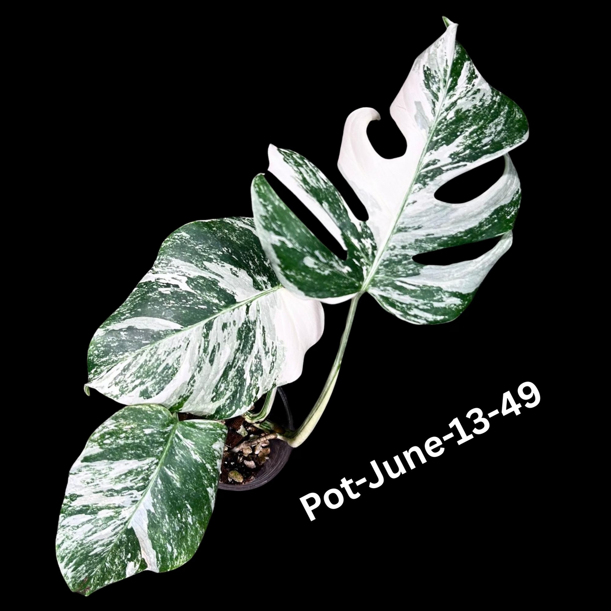 Monstera Albo - Rare Variegated Monstera Borsigiana Albo - Rare Collector Plant - White Monstera Albo Cuts - EXACT Cut or Plant - USA seller