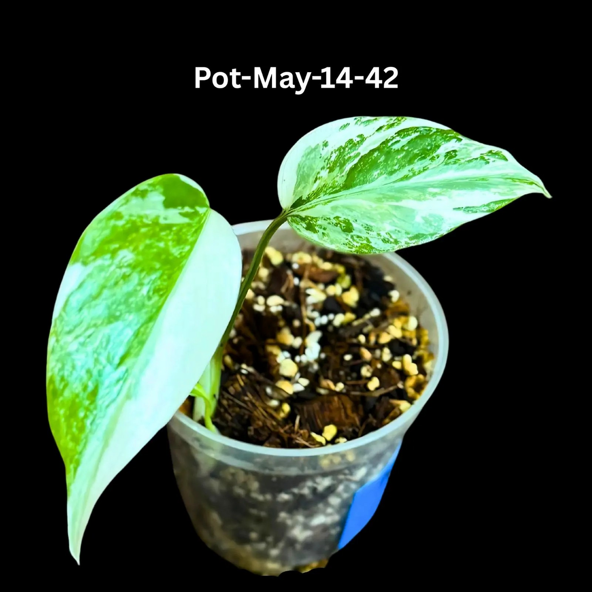 Monstera Albo - Rare Variegated Monstera Borsigiana Albo - Rare Collector Plant - White Monstera Albo Pots - USA seller