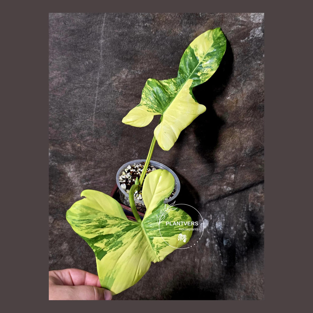 Reverted Philodendron Bipennifolium in a Nursery Pot - Collector's Aroid - (June-5-78)