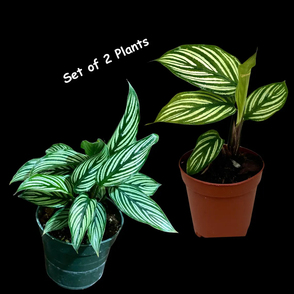 Calathea Vittata Live Plant in a Pot | White Striped Calathea | Indoor Easy Beginner Plant | Pet Friendly Plants | Gift Plants