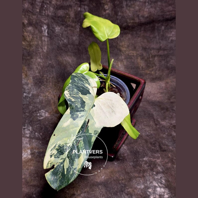 Variegated Philodendron Bipennifolium - Collector's Aroid - Exact SAME Live Plant - US Seller