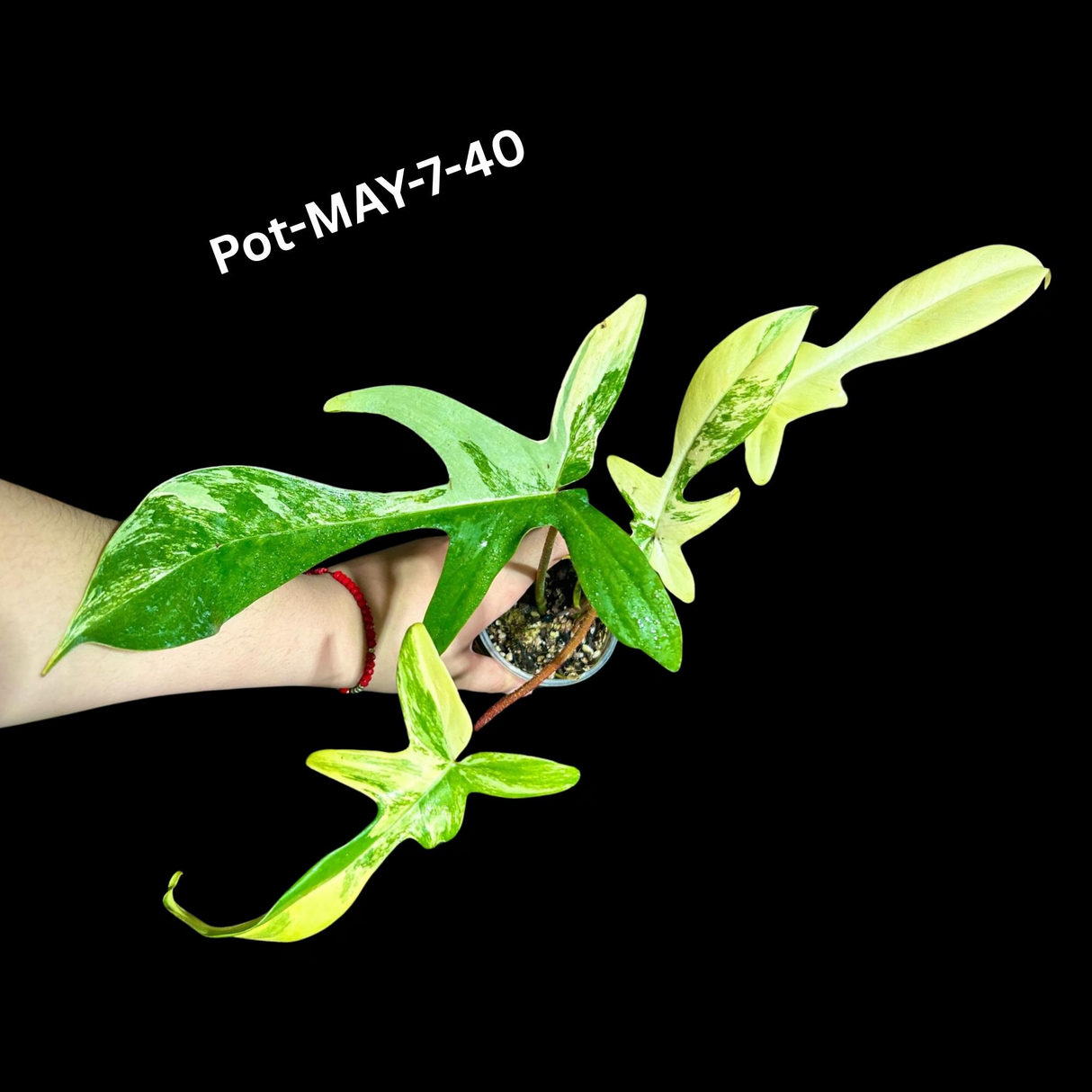 Variegated Philodendron Florida Beauty EXACT Same Plant - Live Indoor Collector Plant - US Seller - Variegated Florida Gift Same Plant