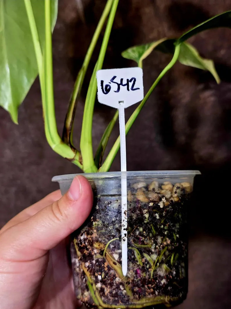 Monstera Aurea Variegated Borsigiana - Rare Exact Plant - (6-5-42)