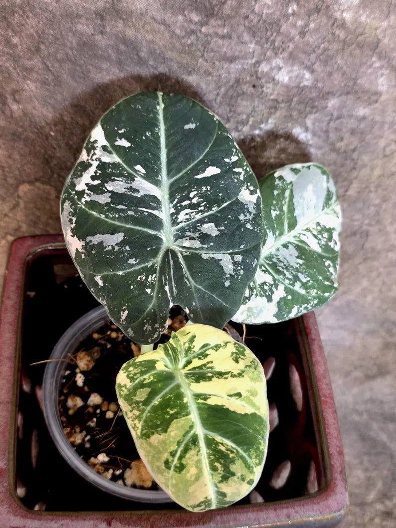 Alocasia Reginula Black Velvet Pink Variegated - Jewel Alocasia - (July-13-30)