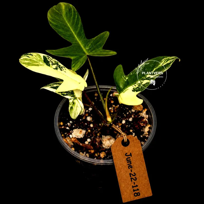 Variegated Philodendron Florida Beauty Live Plant - Rare Philodendron EXACT Plant