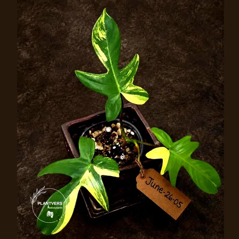 Variegated Philodendron Florida Beauty Live Plant - Rare Philodendron EXACT Plant