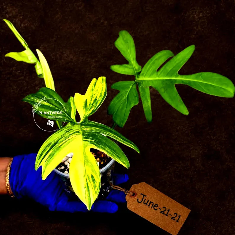 Variegated Philodendron Florida Beauty Live Plant - Rare Philodendron EXACT Plant