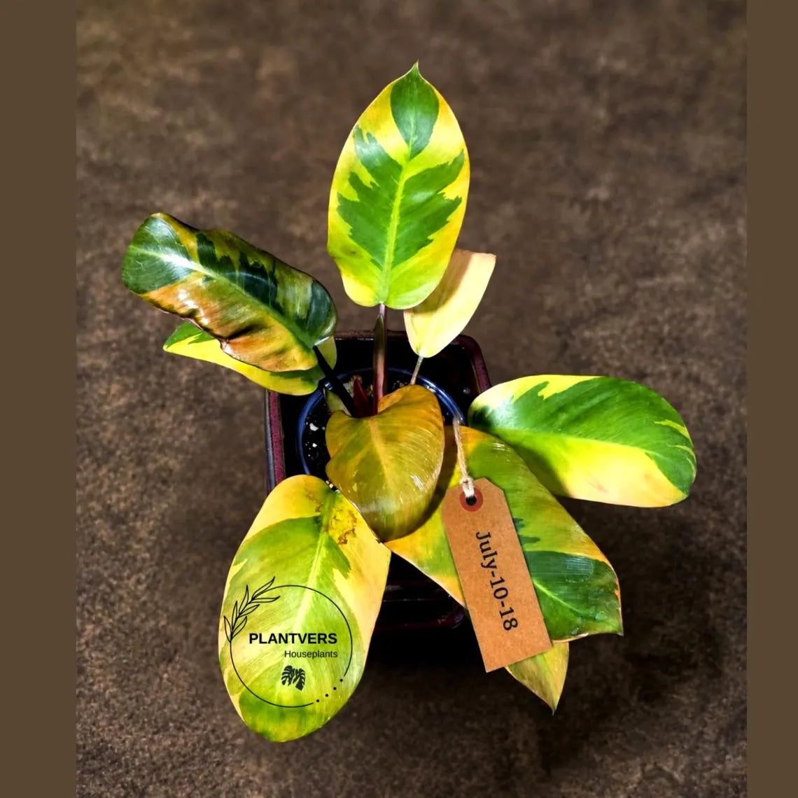 Variegated Black Cardinal Philodendron – Rare Collector Plant July-10-18)