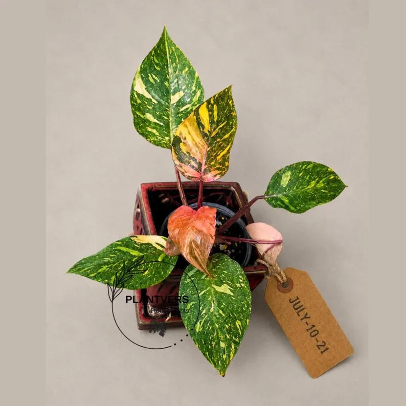 Philodendron Orange Princess - Rare Collector Plant (JJuly-10-21)