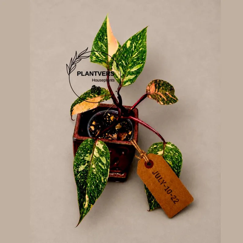 Philodendron Orange Princess - Rare Collector Plant (July-10-22)