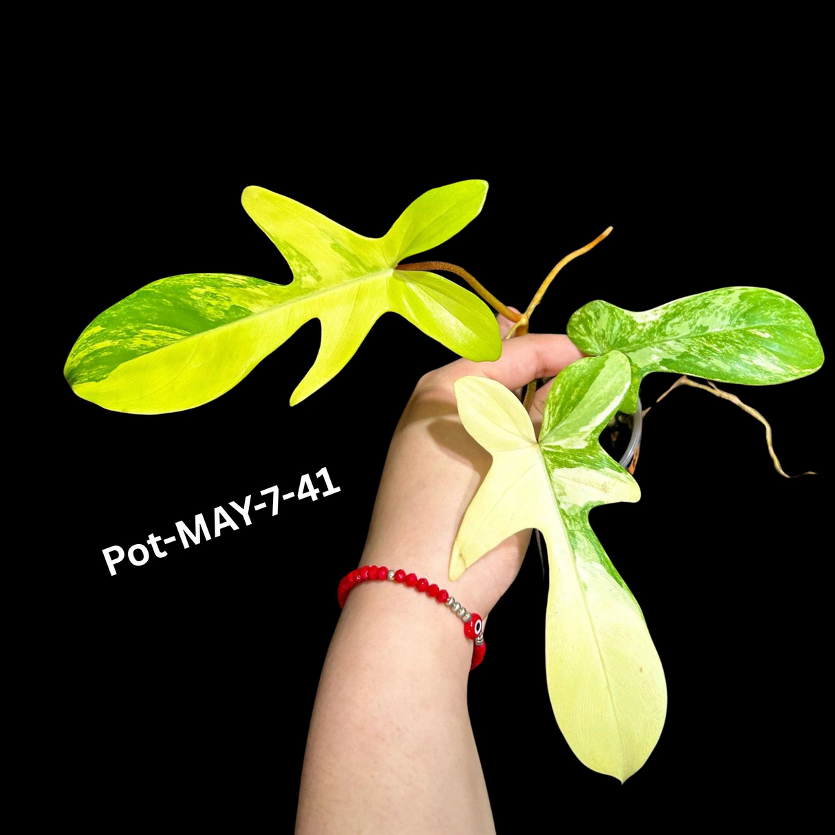 Variegated Philodendron Florida Beauty EXACT Same Plant - Live Indoor Collector Plant - US Seller - Variegated Florida Gift Same Plant