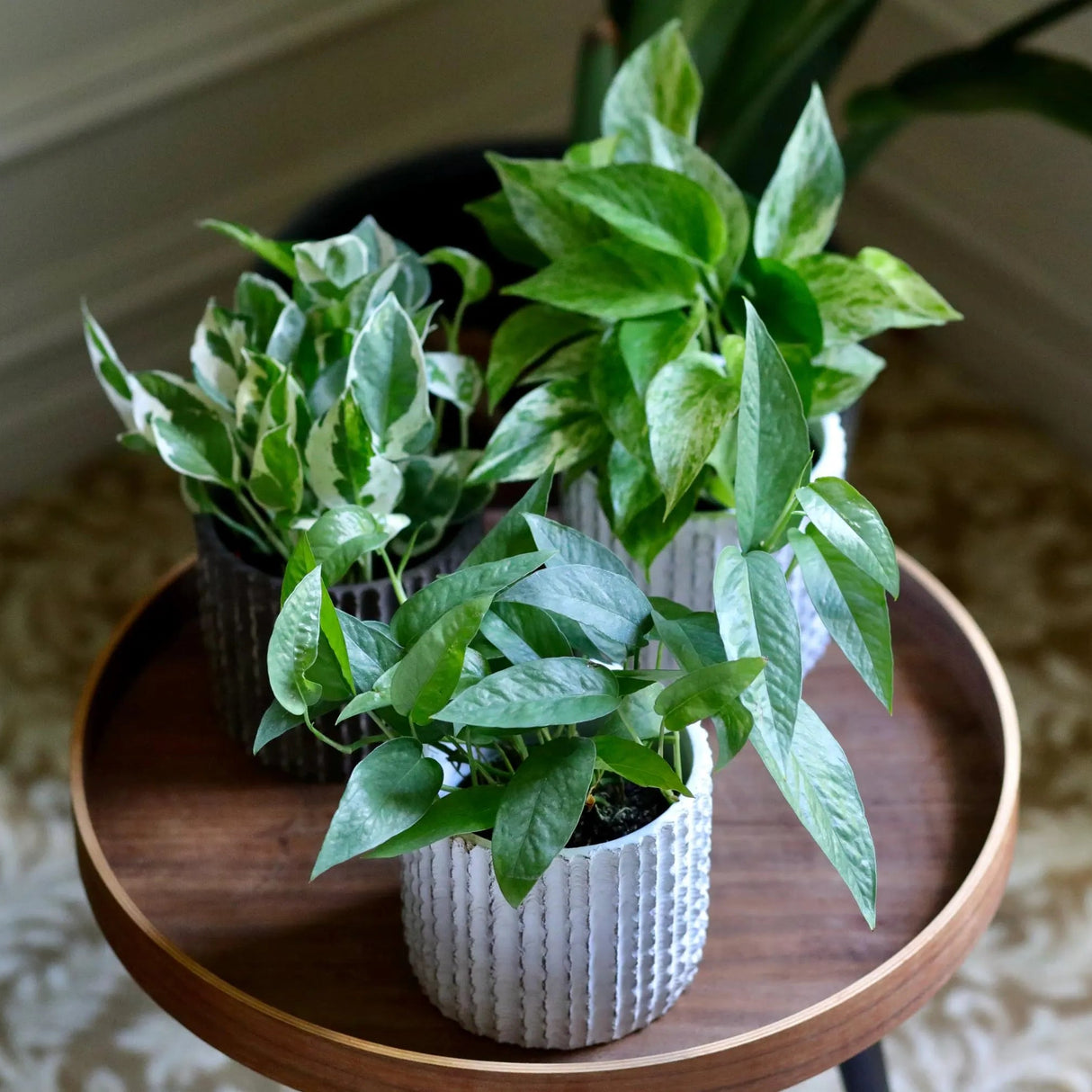 Pack of 3 for Cebu Blue, Marble Pothos and N'Joy Pothos in a 4" Nursery Pots