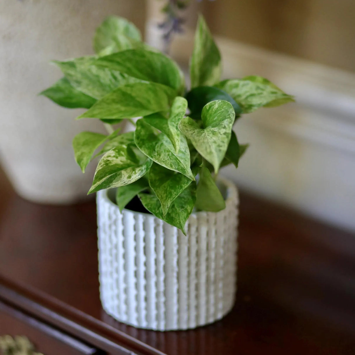 Pack of 3 for Cebu Blue, Marble Pothos and N'Joy Pothos in a 4" Nursery Pots