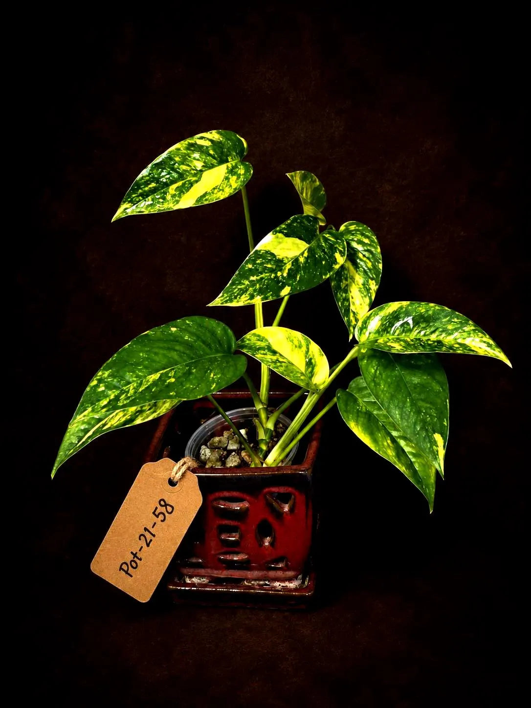 Rare Variegated Golden Flame Epipremnum Pinnatum - (June-21-58)