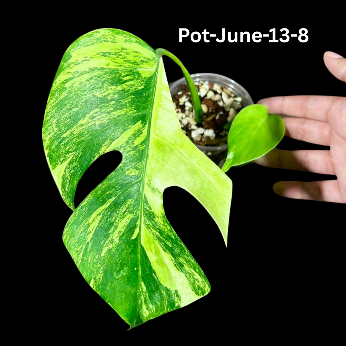 Variegated Monstera Borsigiana Aurea EXACT Plant - Monstera Aurea Variegata Pot - Monstera Marmota - SAME Plant as images - US Seller