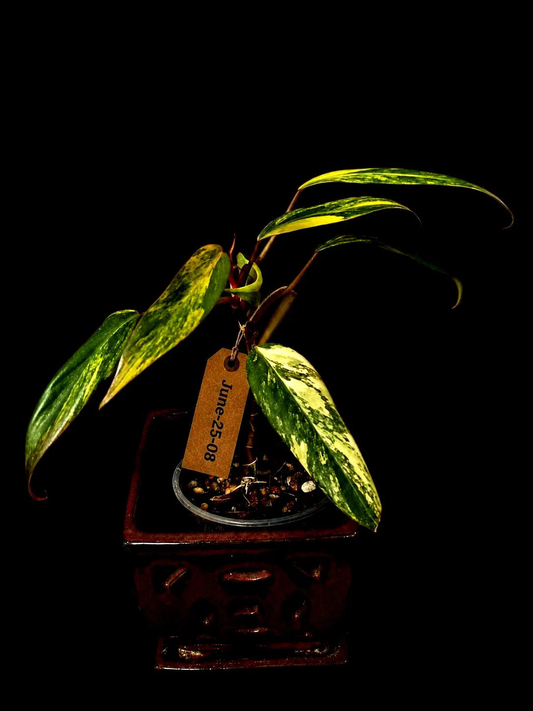 Variegated Philodendron Strawberry Shake Live Plant - (June-25-08)