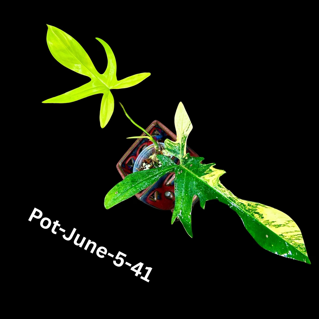 Variegated Philodendron Florida Beauty EXACT Same Plant - Live Indoor Collector Plant - US Seller - Variegated Florida Gift Same Plant