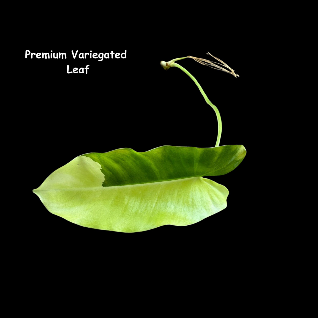 Variegated Burle Marx Philodendron Cuttings- Indoor & Outdoor Live Tropical House plant - US Seller