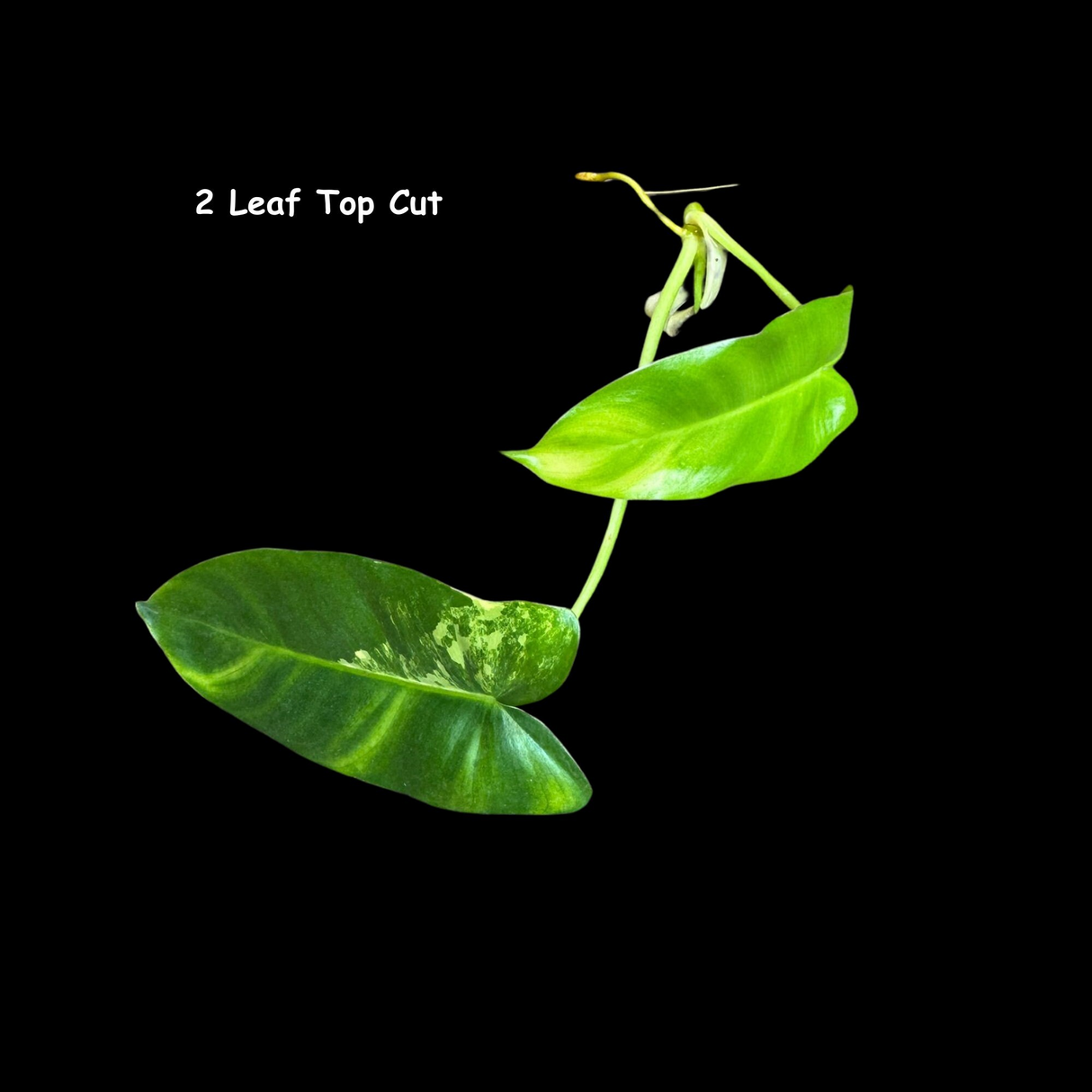 Variegated Burle Marx Philodendron Cuttings- Indoor & Outdoor Live Tropical House plant - US Seller