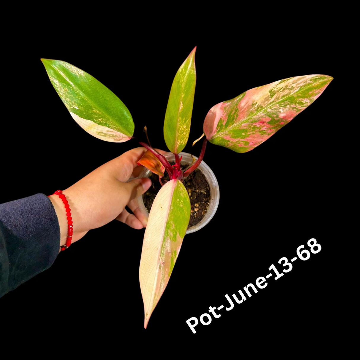 Variegated Philodendron Strawberry Shake Plant Live EXACT - Extremely Rare Strawberry Plant For Collectors - Mother's Day Gift - US Seller