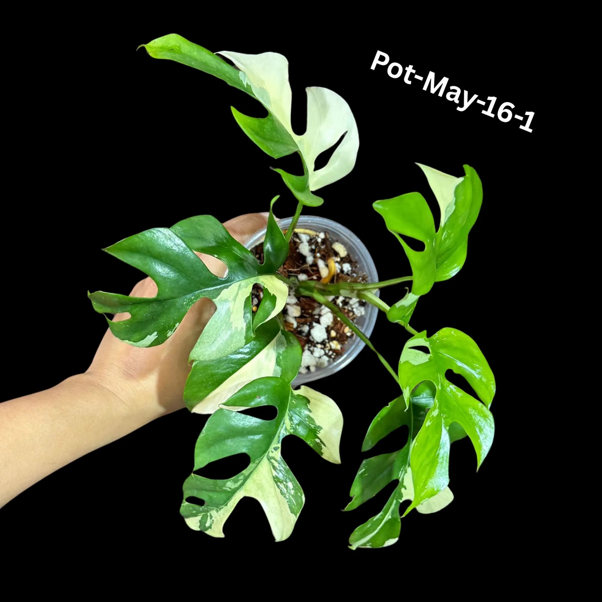 Rare Variegated Rhaphidophora Tetrasperma in a Nursery Pot - Rare Collector Houseplant - Mini Monstera - Beginners Plant - Exact Same Plant