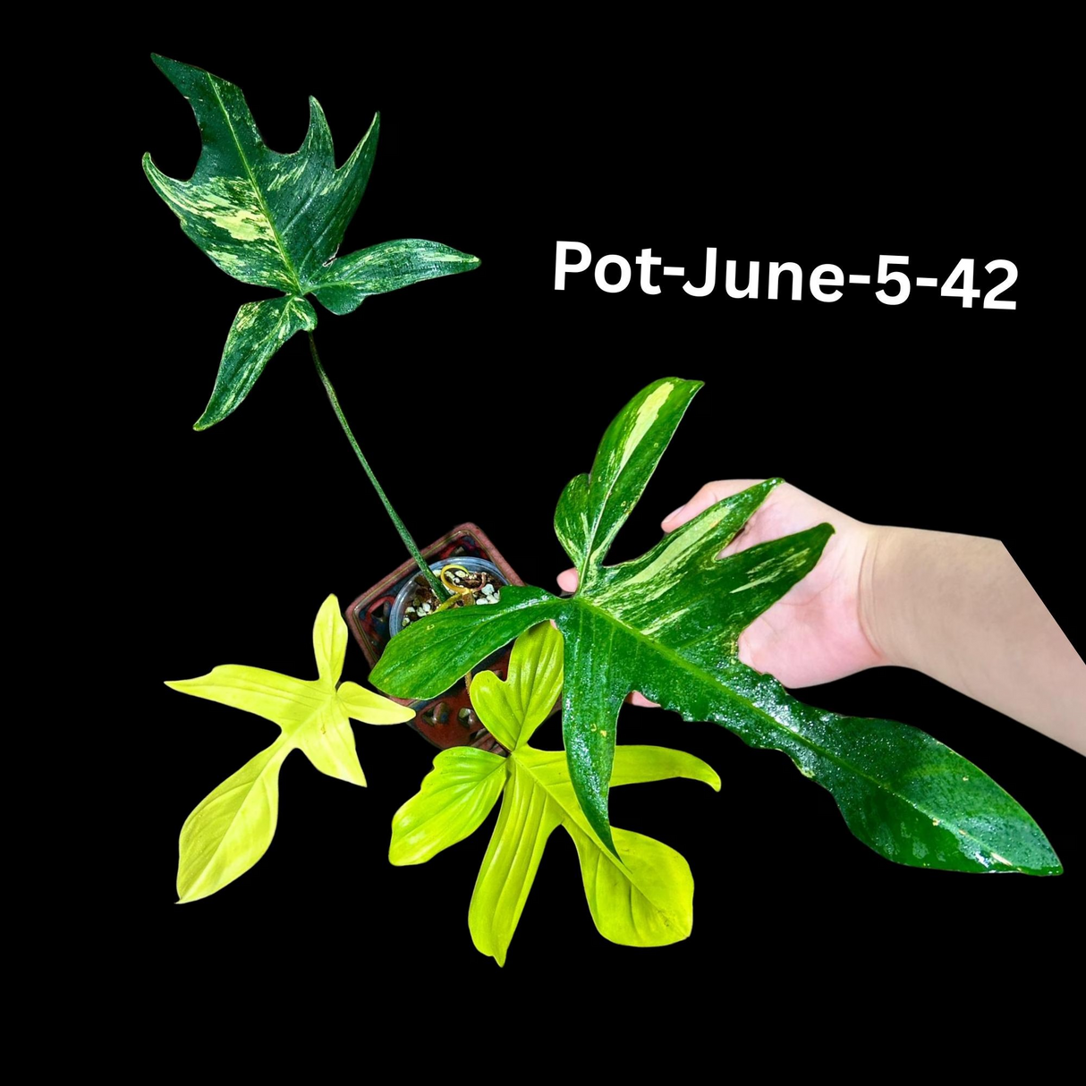 Variegated Philodendron Florida Beauty EXACT Same Plant - Live Indoor Collector Plant - US Seller - Variegated Florida Gift Same Plant