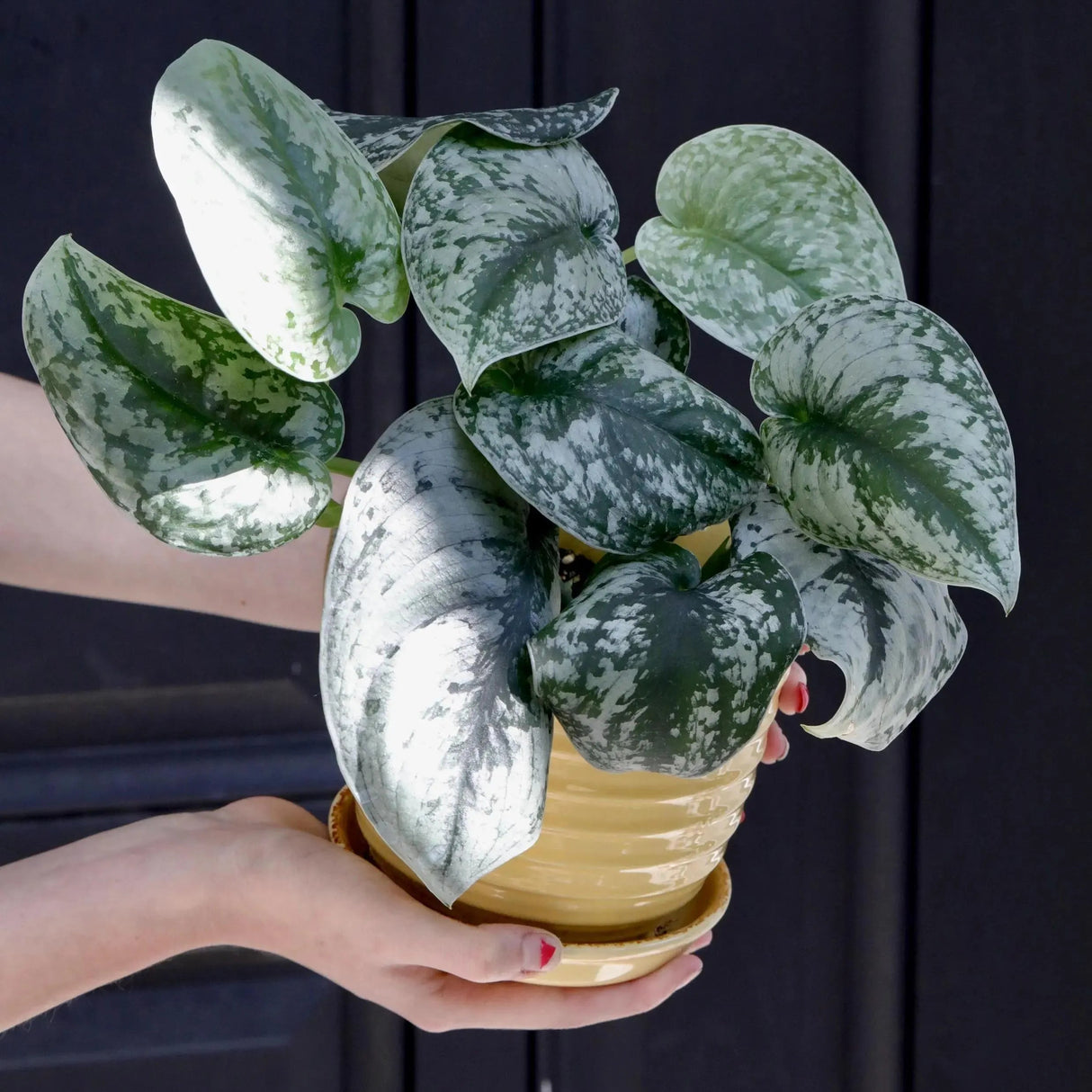 Scindapsus Silver Exotica Plant in 3" Nursery Pot - Silver Satin Pothos Plant