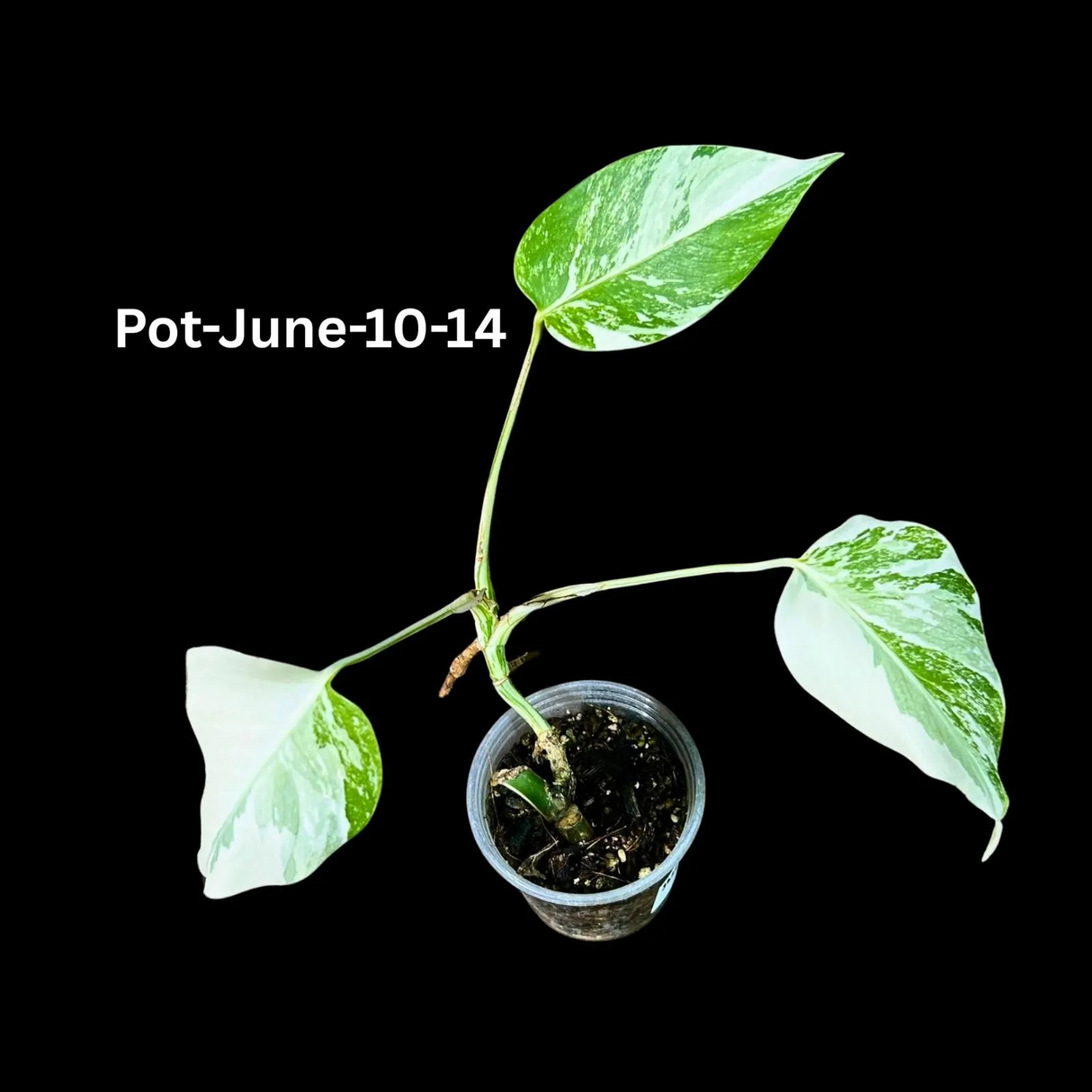 Monstera Albo - Rare Variegated Monstera Borsigiana Albo - Rare Collector Plant - White Monstera Albo Pots - USA seller