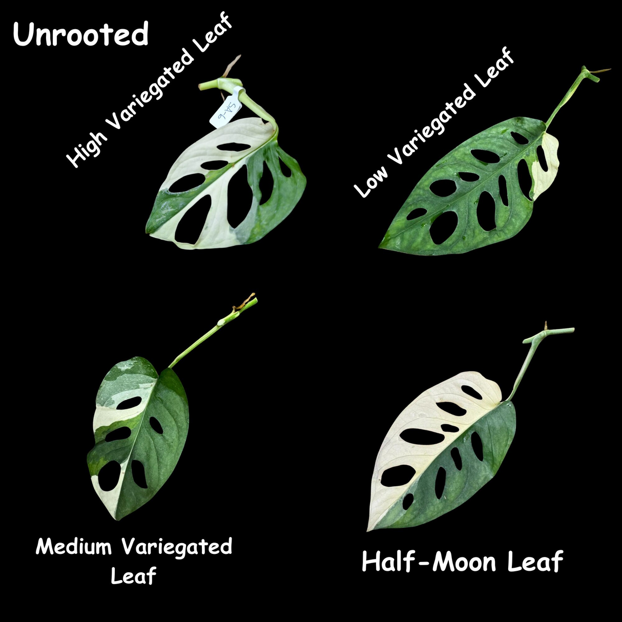 Variegated Monstera Adansonii Albo Swiss Cheese Live Plant | Half-Moon Variegated Adansonii | US Seller | Extremely Rare Collector Plant