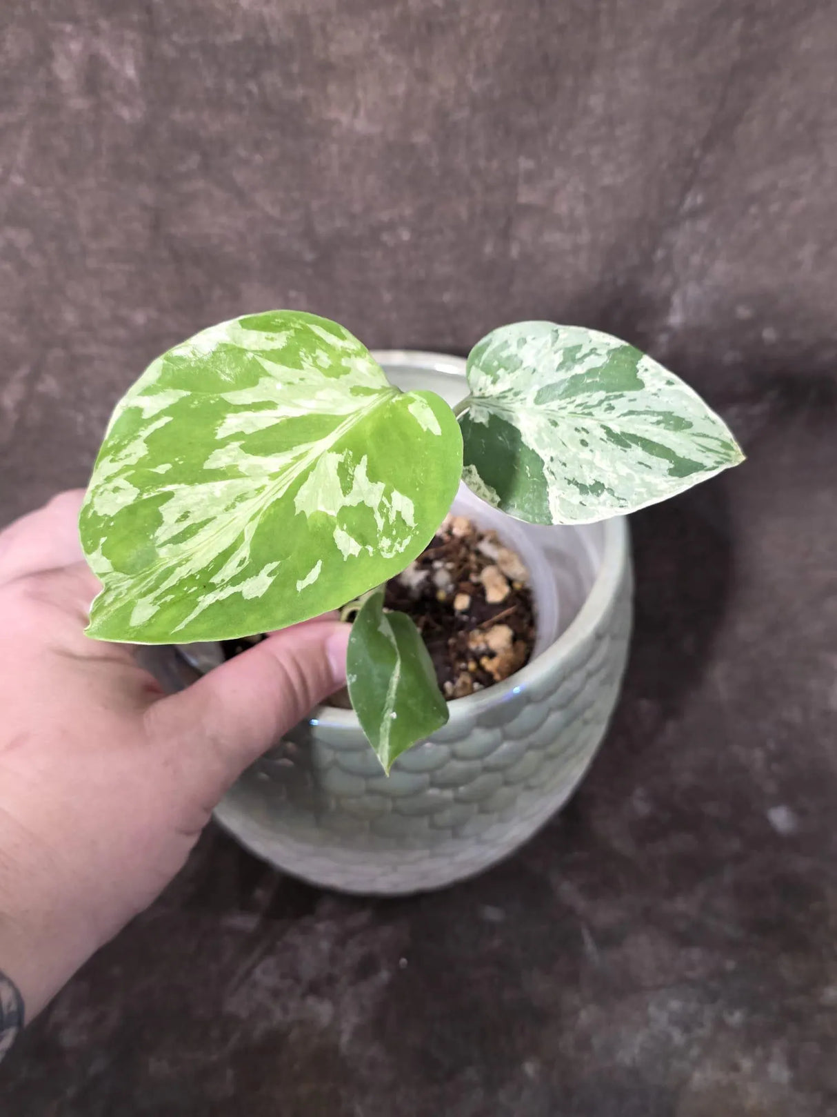 Super Rare Monstera Bulbasaur Variegated Live Plant - Exotic Collector Mint - (July-10-05)