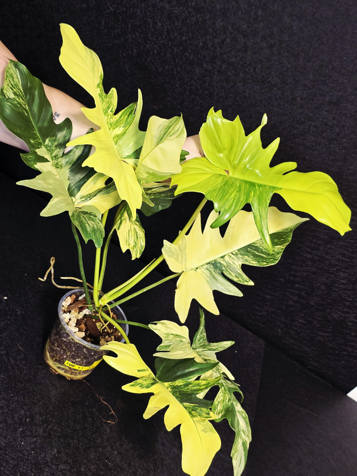 Variegated Philodendron Florida Beauty x Mayoi - Super Rare Live Plants - EXACT Same Plant - US Seller